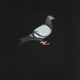 MAGLIETTA UOMO PIGEON LOGO TEE BLACK